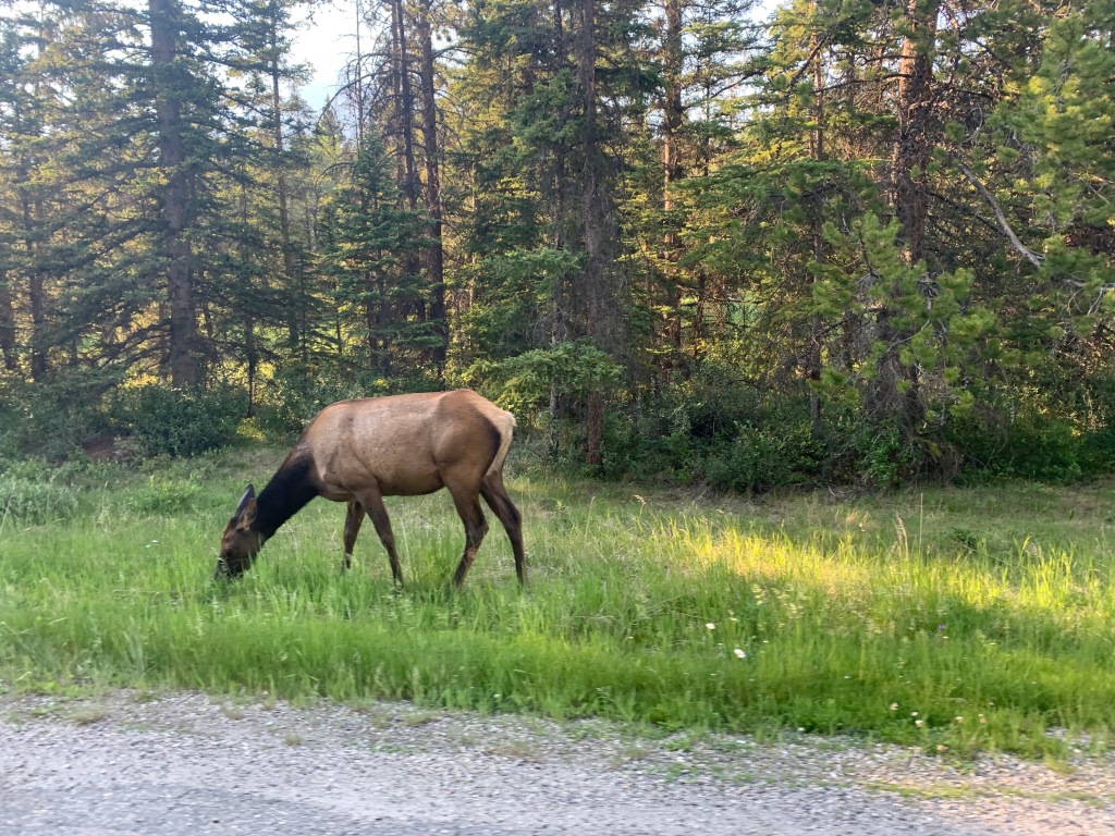 Cow Elk Banff National Park Alberta
